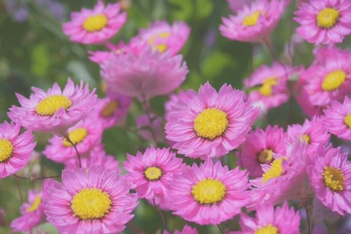 いつも花たちが迎えてくれる